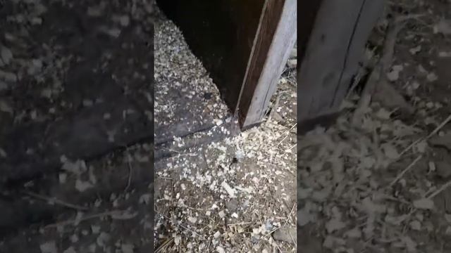 В утятнике ласточки построили гнездо и второй год там селятся. смотреть онлайн