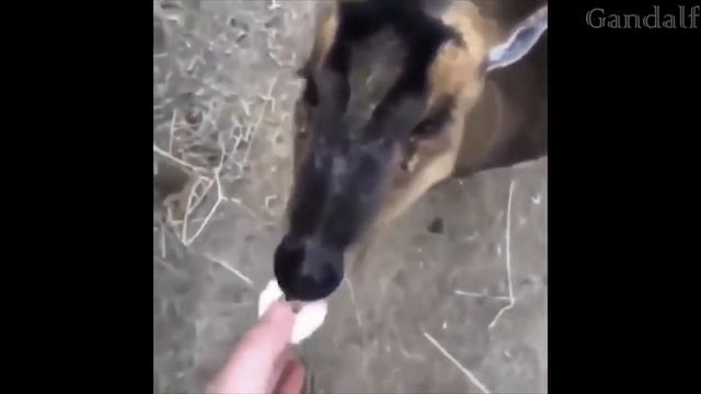 THE DANKEST AND MOST AMAZING MEMES COMPILATION смотреть онлайн