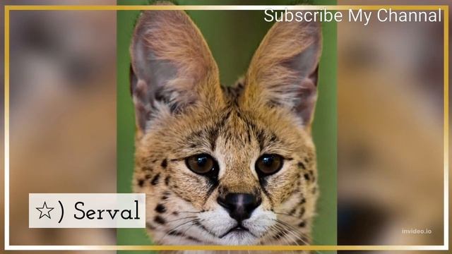 Wild Cats in the World || @catalexanderwildtrainedfun3634 @wildsidecats || Top Category смотреть онлайн