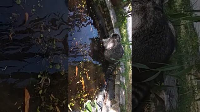 Яша любит полакомиться ракушками в воде.