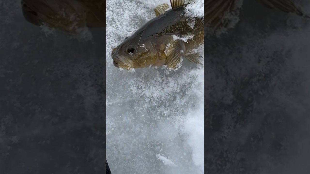 Первый ротан этой зимой #ротан #первыйлёд #рыбалкакстово смотреть онлайн