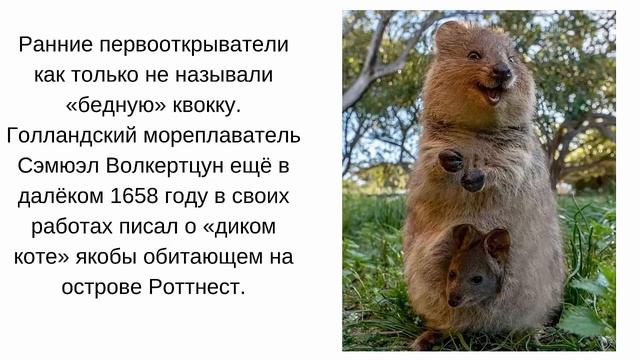 Интересные факты о Квокке или короткохвостом кенгуру смотреть онлайн