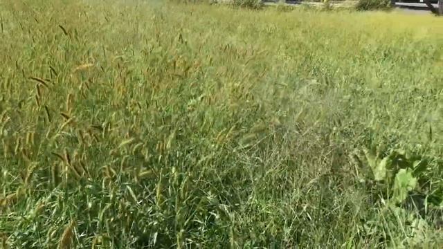 Setaria pumila / Yellow foxtail смотреть онлайн