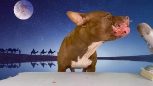 Best ASMR Dog in The World