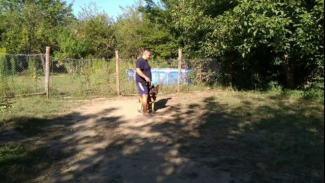 Немецкая овчарка 1,3года Тайсон дрессировка!