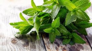 Мята перечная польза и вред
