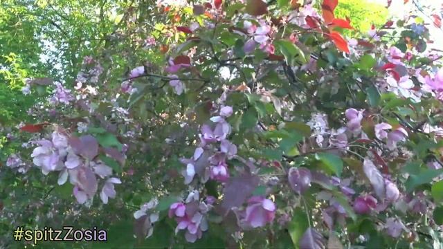 Прогулка по Александровском парку Петербурга в мае #шпицЗося #spitzZosia смотреть онлайн