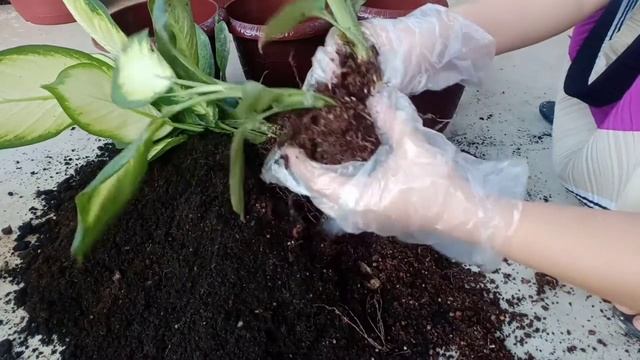 HOW TO PROPAGATE DIEFFENBACHIA AMY/EXOTICA/CAMILLA PLANT'CEF JOURNEY смотреть онлайн