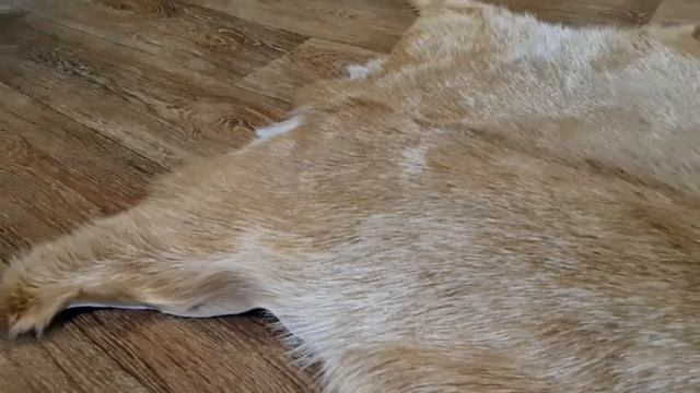 ШКУРА КОЗЫ РЫЖЕ-БЕЖЕВАЯ (КОД: 4555) смотреть онлайн