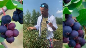 ? ИРГА КРАСНОЯРСКАЯ ? Самый поздний российский сорт ирги.