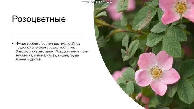 6 класс.Отделы растений. Покрытосеменные растения. смотреть онлайн