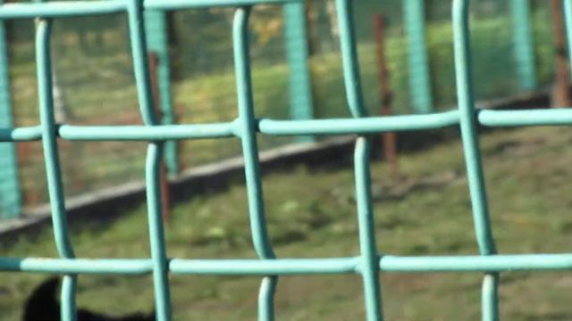 виды медведей и гималайский медведи в России смотреть онлайн