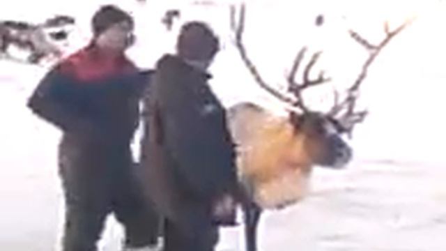 сердитый олень Харьяга 21.01.2012.3gp смотреть онлайн