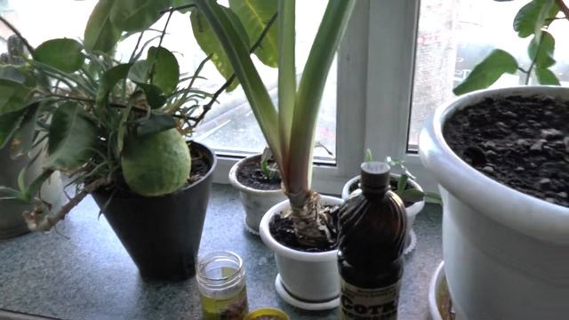 Как выращивать комнатный лимон дома на подоконнике смотреть онлайн