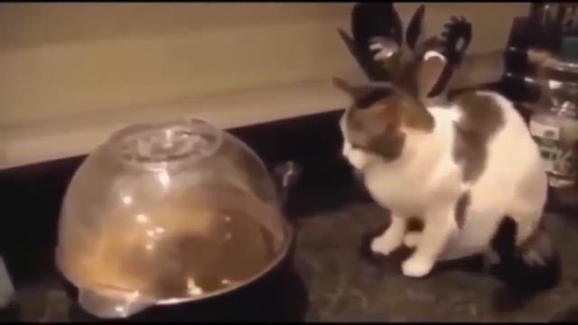 Смешные видео про котов и кошек - Как пугаются кошки
