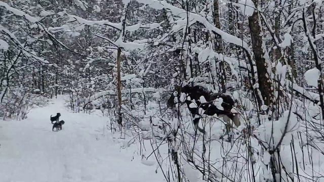 Охота на лося смотреть онлайн
