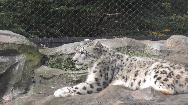 ユキヒョウ『リヒト』が神々しいほどの美しさで 🐾 大森山動物園 смотреть онлайн