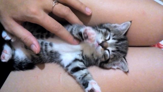 Милый котенок спит крепко смотреть онлайн