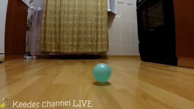 РЫЖИК НЕГОДУЕТ смотреть онлайн