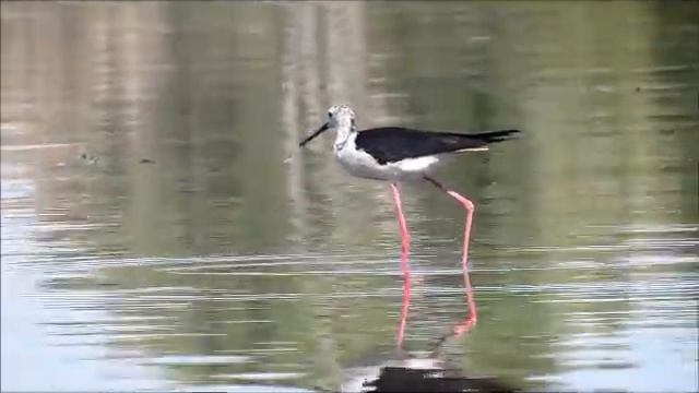 Береги природу ЧЕЛОВЕК! смотреть онлайн