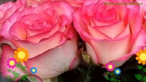 Роза чайно-гибридная Джумилия. Краткий обзор, описание характеристик rosa Jumilia