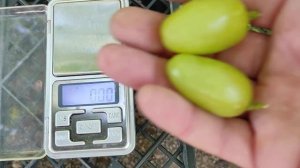 Кисти Пикассо на 07.09.21 - еще не дозрел, но уже очень вкусный. Голд Фингер на пасынках на 06.09.2