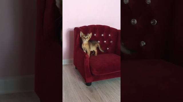 Абиссинские котята, диваны для кошек и собак смотреть онлайн