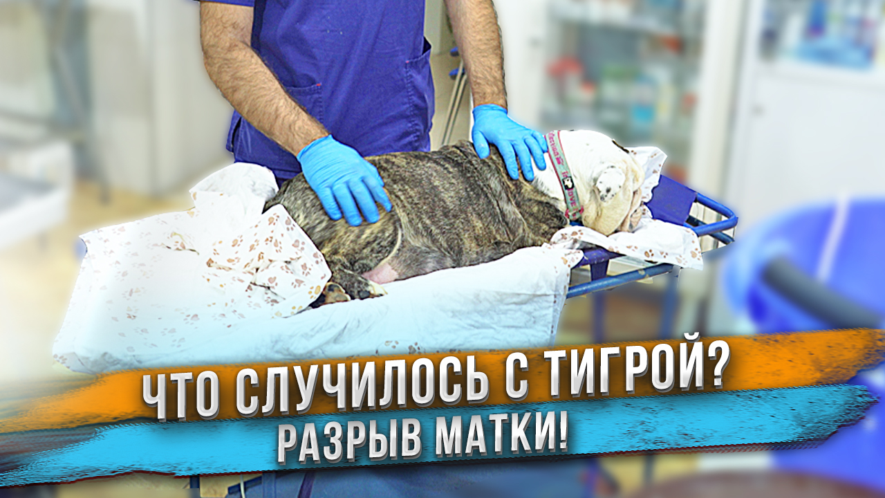 Собаку долго не отдавали после операции. Теперь понятно почему! смотреть онлайн