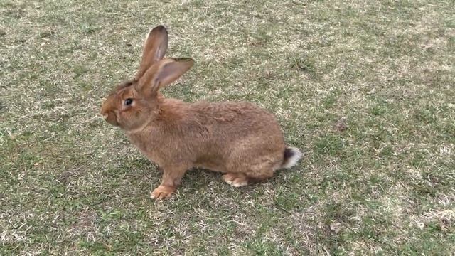 Краснокоричневый ризен/Гармиш-Партенкирхен смотреть онлайн