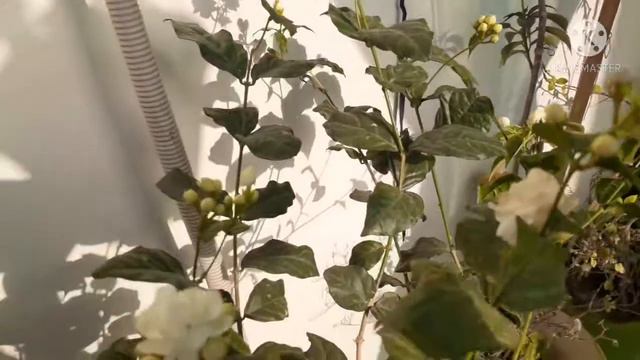 how to grow and care mogra plant || how to get more flowers on mogra plant || смотреть онлайн