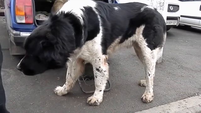 Мой огромный Алабай Чоль Барыс - Барыс Акъай!!! Super huge Alabai Chol Barys - Barys Akay!!! смотреть онлайн