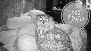 Сова Ёль зарядила аккумулятор и покатала круглую сову по кровати