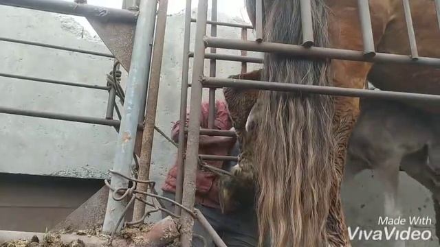 Молодая кобыла отказалась кормить жеребёнка. смотреть онлайн