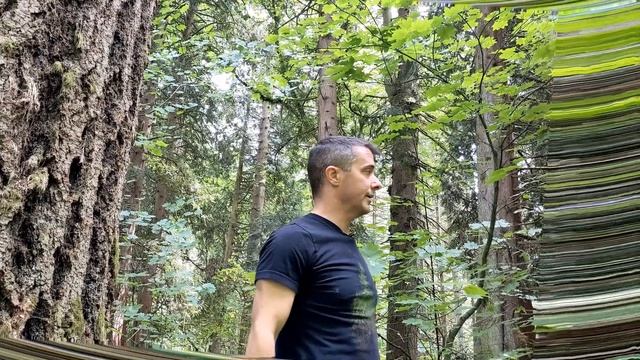 Grand fir (Abies grandis) in Whipple Creek Regional Park, WA смотреть онлайн