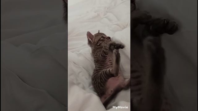 Отель Бриз #болгария #котёнок #Китен смотреть онлайн