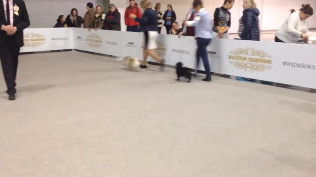 Золотой ошейник 2016 смотреть онлайн