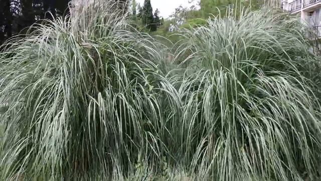 АдлерКурорт территория  обзор Санаторий  Коралл Адлеркурорт Адлер