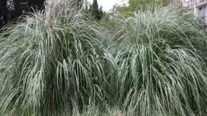 АдлерКурорт территория  обзор Санаторий  Коралл Адлеркурорт Адлер