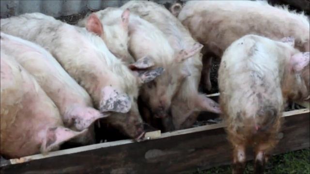 Как едят свиньи смотреть онлайн