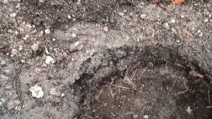 Безболезненная пересадка туи осенью на новое место.