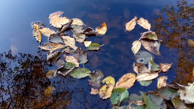 VID 20211002 162143 Сон 1953 ( Вл. Набоков)... Павел Васильев Лахтинский смотреть онлайн