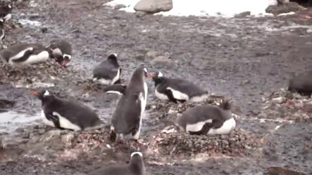 Gentoo penguin ecstatic display смотреть онлайн