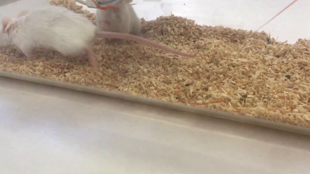 VLOGMAS weekly 1⎮San Marino, encienden el ÁRBOL MÁS GRANDE DEL MUNDO!, Veterinaria⎮Lady Scarlett смотреть онлайн