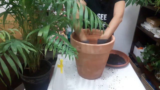 prendre soin de sa plante verte dé-polluante: Aréca, نباتات لتنقية الهواء смотреть онлайн
