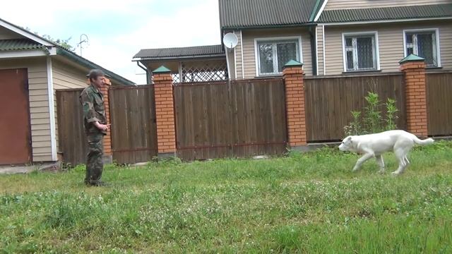 Дрессировка алабая  (Среднеазиатская овчарка)
