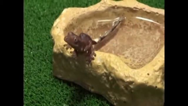 Вылупление реснитчатого геккона.avi смотреть онлайн