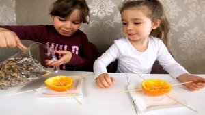 Кормушка для Птиц своими руками DIY Кормушка из Апельсина Делаем Кормушки с Детьми Самоделки