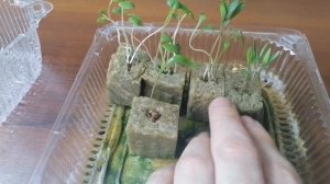 Пряные травы на гидропонике. Как вырастить на гидропонике пряные травы зимой и летом.