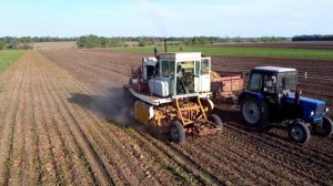 УБОРКА ПО-СОВЕТСКИ! Комбайн РКМ-6 на уборке сахарной свёклы.