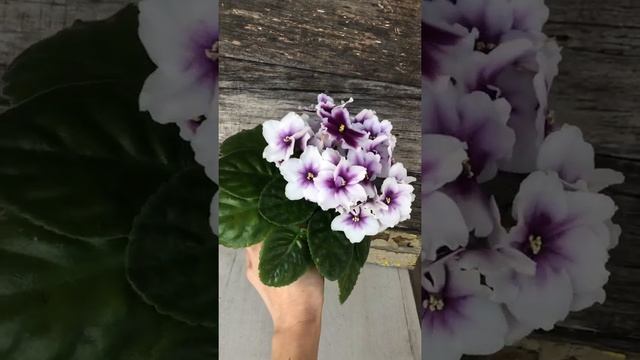 ПТ-Калахарский Самоцвет смотреть онлайн